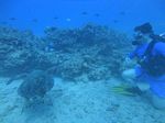 Hawaii Scuba divng 67