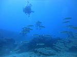 Hawaii Scuba divng 68