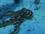Hawaii Scuba divng 87