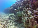 Hawaii Scuba divng 24