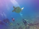 Hawaii Scuba divng 28