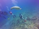 Hawaii Scuba divng 29