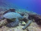 Hawaii Scuba divng 02