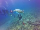 Hawaii Scuba divng 30