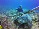 Hawaii Scuba divng 37