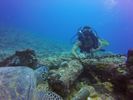 Hawaii Scuba divng 39