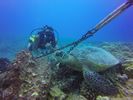 Hawaii Scuba divng 40