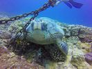 Hawaii Scuba divng 41