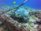 Hawaii Scuba divng 42