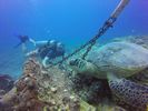 Hawaii Scuba divng 43