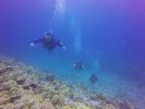 Hawaii Scuba divng 45