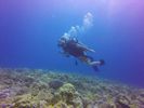 Hawaii Scuba divng 49