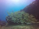 Hawaii Scuba divng 51