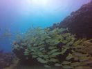 Hawaii Scuba divng 51