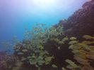 Hawaii Scuba divng 52