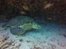 Hawaii Scuba divng 53