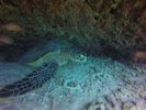 Hawaii Scuba divng 54