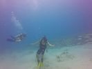 Hawaii Scuba divng 70