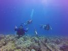 Hawaii Scuba divng 07