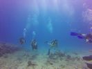 Hawaii Scuba divng 26