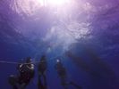 Hawaii Scuba divng 53