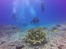 Hawaii Scuba divng 65