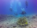 Hawaii Scuba divng 66