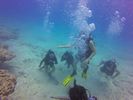 Hawaii Scuba divng 71