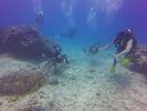 Hawaii Scuba divng 75