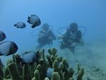 Hawaii Scuba divng 17