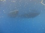 Hawaii Scuba divng 35