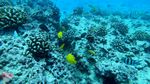 Waikiki scuba 41