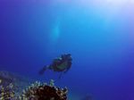 Hawaii Scuba divng 10