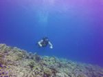 Hawaii Scuba divng 24