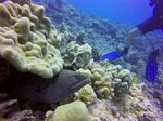 Hawaii Scuba divng 28