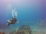 Hawaii Scuba divng 40