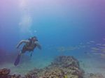 Hawaii Scuba divng 41