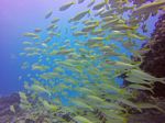 Hawaii Scuba divng 43