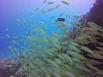 Hawaii Scuba divng 44