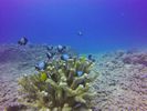 Hawaii Scuba divng 21