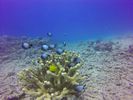 Hawaii Scuba divng 27