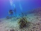 Hawaii Scuba divng 29