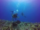 Hawaii Scuba divng 34