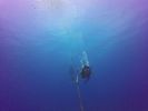 Hawaii Scuba divng 06