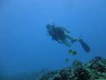 Hawaii Scuba divng 41