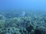 Hawaii Scuba divng 47