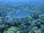 Hawaii Scuba divng 48