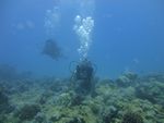 Hawaii Scuba divng 18