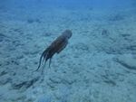 Hawaii Scuba divng 53