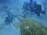 Hawaii Scuba divng 60